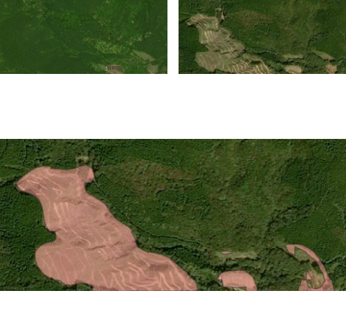 衛星を活用した森林変化情報提供サービス